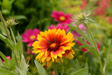Blumen 807