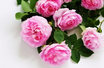 Fototapeta premium A beautiful bouquet of pink roses on a white background.holiday concept. top view