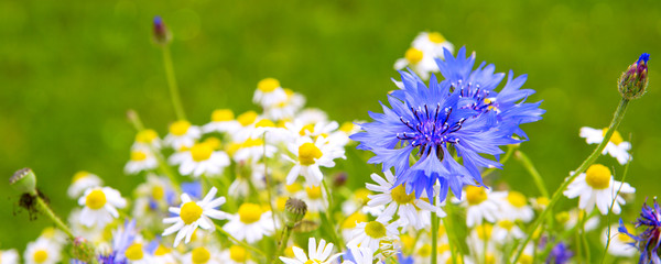 Wild flower bouquet .