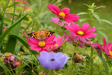 Schmetterling 351