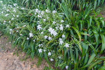 wet green bushes with white lily flowers