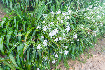 wet bushes with white lily flowers in spring