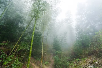 Gordijnen wet cane trunks in mist rainforest © vvoe