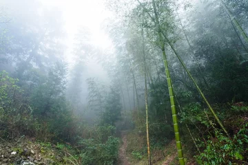 Gordijnen wet plants in mist rainforest in area of Dazhai © vvoe
