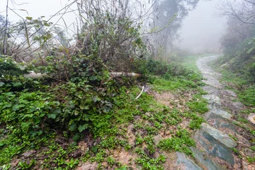 Gordijnen wet path in forest in rainy misty spring day © vvoe