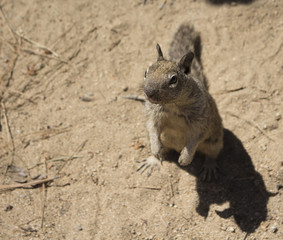 Ground squirrel standing