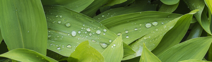 waterdroplets on green leaves of lily of the valley © stsvirkun