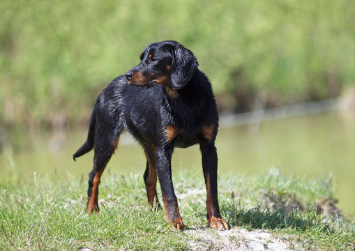Portrait of a young female of the  Slovakian hound standing on the bank of the lake