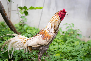 Chicken in the garden.