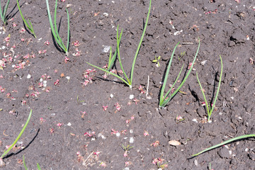 Growing green onions in the garden in the garden in the spring.