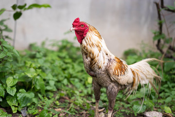 Chicken in the garden.