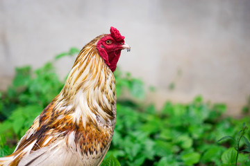 Chicken in the garden.