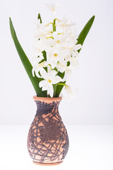 White fragrant hyacinth in vase