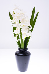 White fragrant hyacinth in vase