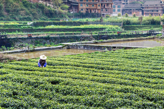 tea field and irrigation canal in Chengyang