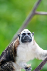 Tamarin