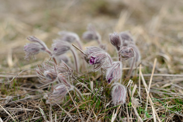 Beautiful spring flowers