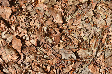 Dry leafs on forrest road background