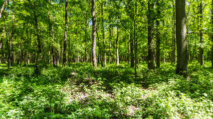 green forest - landscape