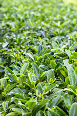 raindrops on green leaves of boxwood hedge