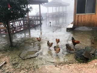 Fotobehang chickens on square of Tiantou village in rain © vvoe