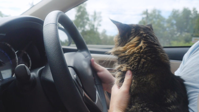 Maine Coon cat traveling with a host in car.