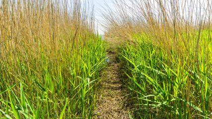 path through the reed grass