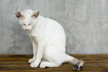 White Cat