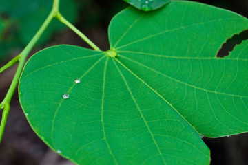 Drops on leaves after rain