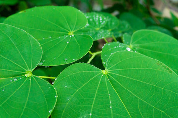 Drops on leaves after rain