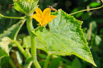 Growing cucumbers in the garden.