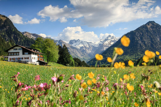 Beautiful flower meadow and snow covered mountains