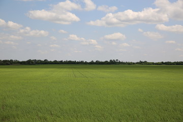 green field and blue sky