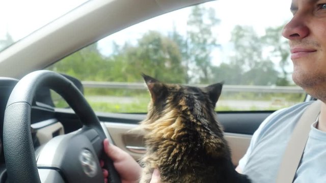 Maine Coon cat traveling with a host in car. 3840x2160