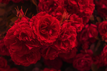 Naklejka premium Rote Rosen