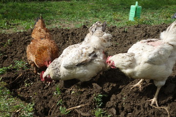 Chickens in village backyard garden in spring