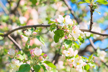 Spring blossom background. Blurred nature backdrop with bokeh. White  blooming flowers of fruit trees. Copyspace for text
