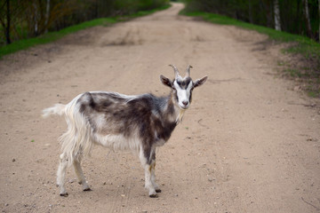 Motley goat on a road