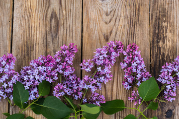 Lilac branch on old gray boards
