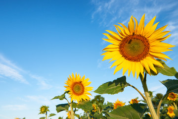 Beautiful sunflower blossoms