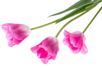 Pink tulips on white background