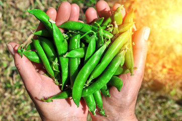 Senior woman's hands holding fresh green peas in the pod.