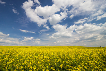 Obraz premium rape field and clouds in the sky
