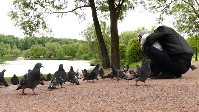Pigeons walking in park