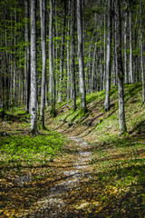 Waldweg