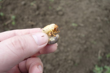 The larvae of the May beetle