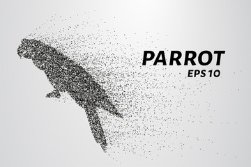 Parrot of the particles. Parrot consists of circles and points. Vector illustration.