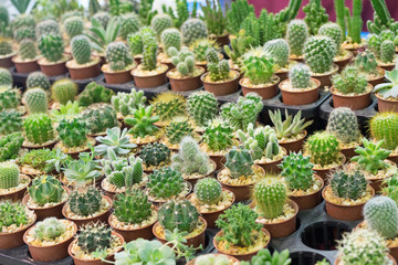 Fototapeta na wymiar Group of cactus in plastic pot on tray