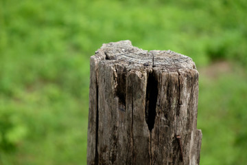 Stump
