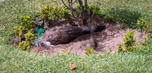 Weiblicher Blauer Pfau - Pavo Cristatus